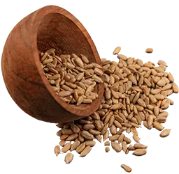 Roasted Organic Sunflower Seeds